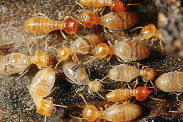 白蟻防治,家庭白蟻防治,長(zhǎng)沙白蟻防治,守護(hù)者生物工程