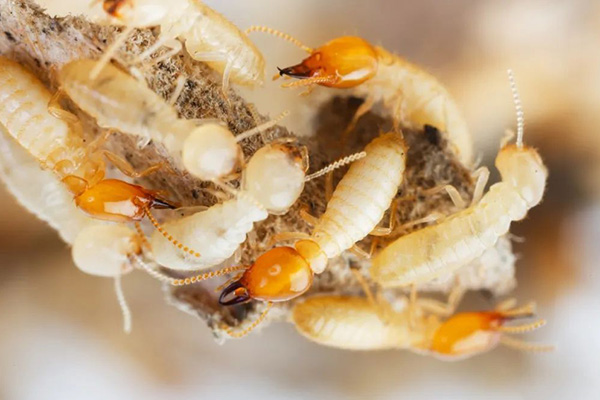 白蟻防治加盟,有害生物防制加盟,白蟻防治加盟,守護者生物工程