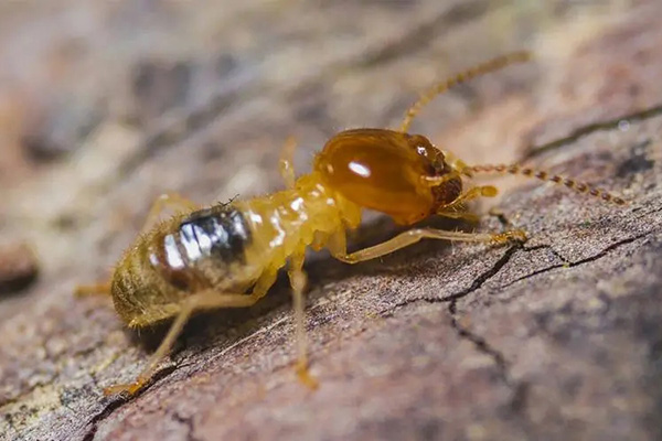 長沙白蟻防治,長沙滅白蟻,園林白蟻防治,守護(hù)者生物工程